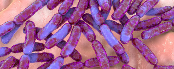 lactobacillus gasseri