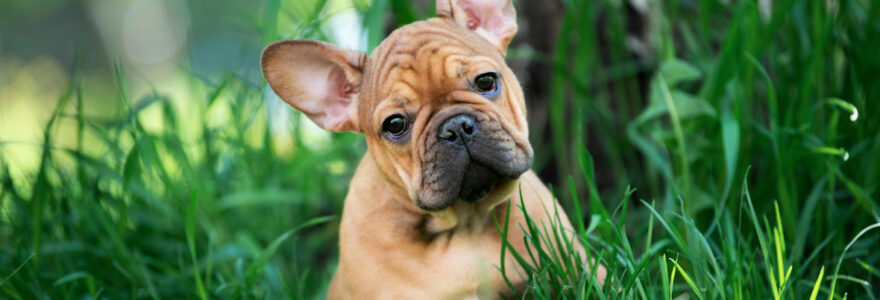 bouledogue