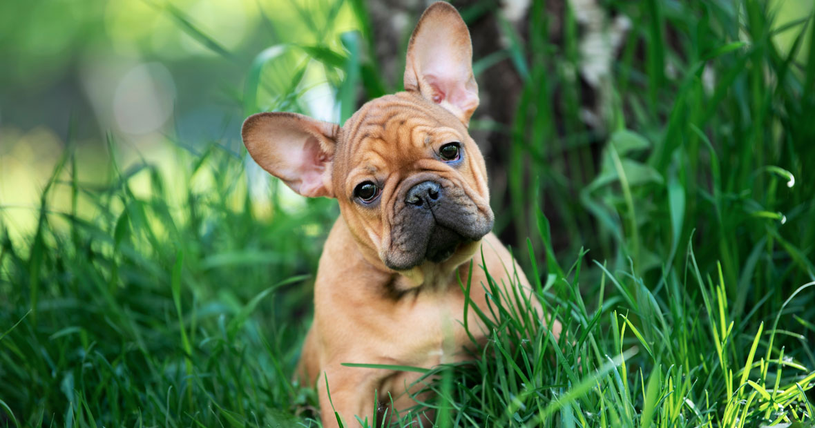 bouledogue